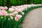 Group of overblown tender pink variegated multi-petalled tulips grows on a flower bed.Gatchina Park, flower hill