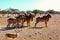 Group of Ovis ammon mountain sheep in a safari park on the island of Sir Bani Yas, United Arab Emirates