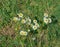 Group of Oxeye Daisies