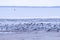 Group of oystercatcher brids standing at the beach in the morning at the frisian island, Schiermonnikoog, in the Netherlands