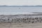 Group of oystercatcher brids standing at the beach in the morning at the frisian island, Schiermonnikoog, in the Netherlands