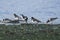 Group of Oystercatchers