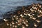 A group oystercatchers and ruddy turnstones sits next to the waterline of the sea