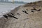 A group oystercatchers sits next to the waterline of the sea