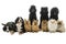 Group or pack of ten dogs sitting and lying down looking at the camera seen from the front with king poodle, bernese mountain dog