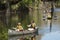 Group of paddlers canoeing on Shingle Creek in Kissimmee, Florid