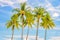 Group of palm trees, blue sky background, tropical travel concept