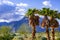 A group of palm trees in Borrego Springs, California