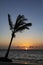 Group of palm trees with hammock and chaise lounge chairs on beach in the Caribbean.