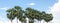 A group of palm trees from a high angle, seeing the trunk, leaves and blue sky .