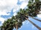 A group of palm trees from a high angle, seeing the trunk, leaves and blue sky.