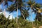 A group of palm trees next to road a bright sunny day at Loiza, Puerto Rico.