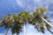 Group palm trees under blue sky