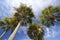 Group palm trees under blue sky background