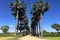 group palm trees in a village near farmer\\\'s field.