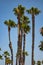 Group of Palms trees at a california beach during a hot summer day with blue skies