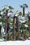 Group of palmtrees with snow on it