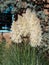 Group of Pampas Grass Blooms with Turquoise Trimmed Window