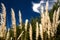 Group of pampas grass flowers