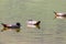 A group of Paradise Shelduck in New Zealand