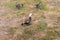 A group of Paradise Shelduck in New Zealand