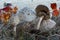 Group of Parasol mushrooms or Macrolepiota procera