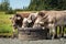 Group of Parda Alpina breed cows eating from a wooden box in the park with trees