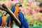 Group parrot macaws