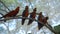 Group of parrots lory with blue and black feathers seated on a tree branch