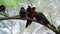 Group of parrots lory with blue and black feathers seated on a tree branch