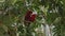 Group of parrots lory with blue and black feathers in the usual habitat in the forest