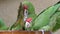Group of parrots, Psittacara frontatus. Green parrots