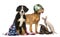 Group of Patriotic dogs and cat