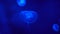 Group of peaceful Moon jellyfish slowly floats at blue neon light