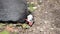 Group of pearl hen in poultry farm. A flock of free range domestic guinea fowl searching for food. Helmeted guineafowl birds farm