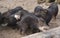 A group of peccary struggles to grab food