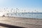 A group of pegeons flying at the Jeddah Corniche, 30 km coastal resort area of the city of Jeddah. Located along the Red Sea,