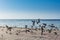 A group of pegeons flying at the Jeddah Corniche, 30 km coastal resort area of the city of Jeddah. Located along the Red Sea,