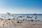 A group of pegeons flying at the Jeddah Corniche, 30 km coastal resort area of the city of Jeddah. Located along the Red Sea,