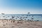 A group of pegeons flying at the Jeddah Corniche, 30 km coastal resort area of the city of Jeddah. Located along the Red Sea,