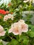 a group of Pelargonium hortorum flowers blooming with white - light pink - salem flower petals