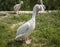 Group pelican on a green glade