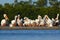 Group of pelican in stone island in the sea. White Pelican, Pelecanus erythrorhynchos, bird in the dark water, nature habitat, Flo