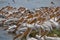 Group of pelicans