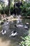 A group of Pelicans in Bali Bird Park