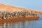 Group of Pelicans at the Ballestas Islands in the Paracas National park,