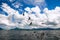 Group of pelicans behind a trawler boat catching fish and flying above Trinidad and Tobago