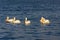 Group of pelicans on the blue water of the sea at sunrise in Izmir Turkey - photography