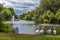 A group of Pelicans entering the water of St James` Park Lake, London, UK