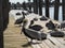 Group of Pelicans on fishing boat dock